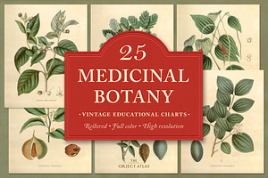 25 Medicinal Botany Prints, a Decorative Illustration by The Object Atlas