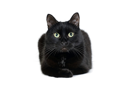 Black cat is isolated on white stock photo containing cat and black, an Animal Photo by FedotovAnatoly