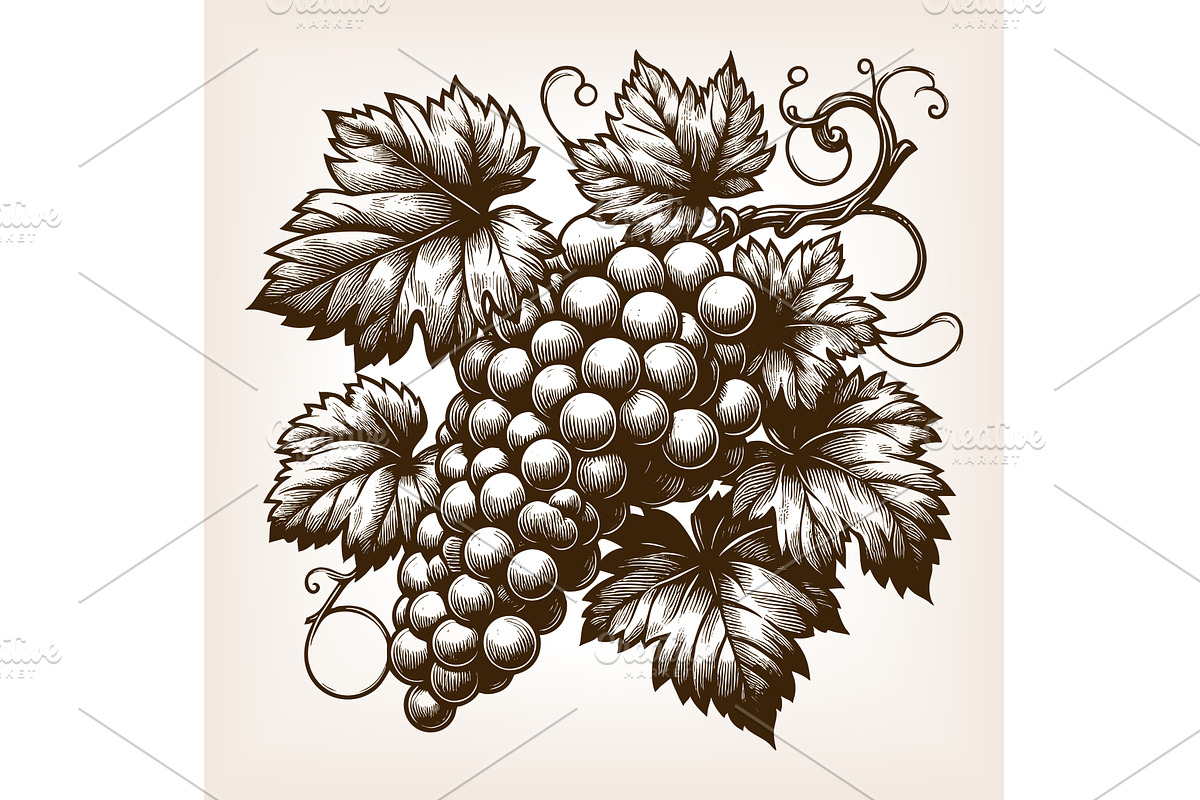 grape cluster with leaves engraving, an Object Illustration by AlexArt