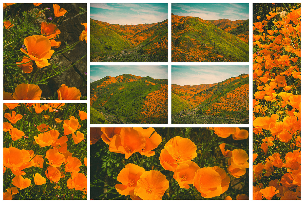 California Poppies Photo Bundle, a Nature Photo by Megs Lang (Photo 2 of 6)
