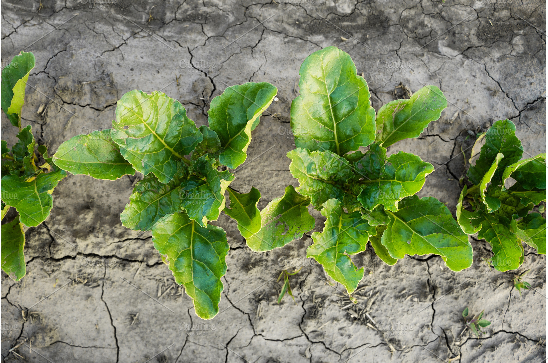 Top view of beet plants growing on, an Industrial Photo by volodymyrshtun13795