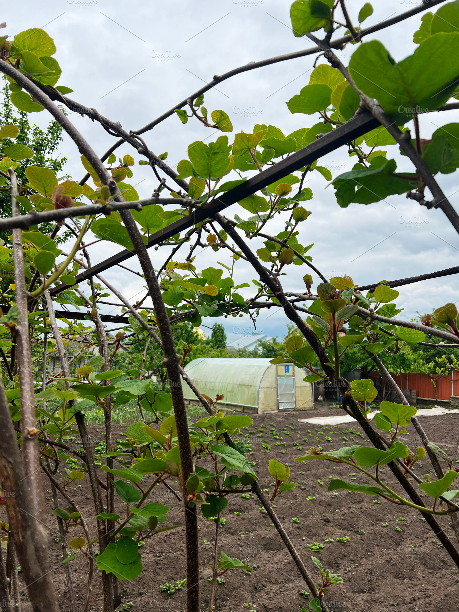 Backyard garden with kiwi plants, trellis, and a greenhouse on a cloudy day, a Photo by AS photostudio