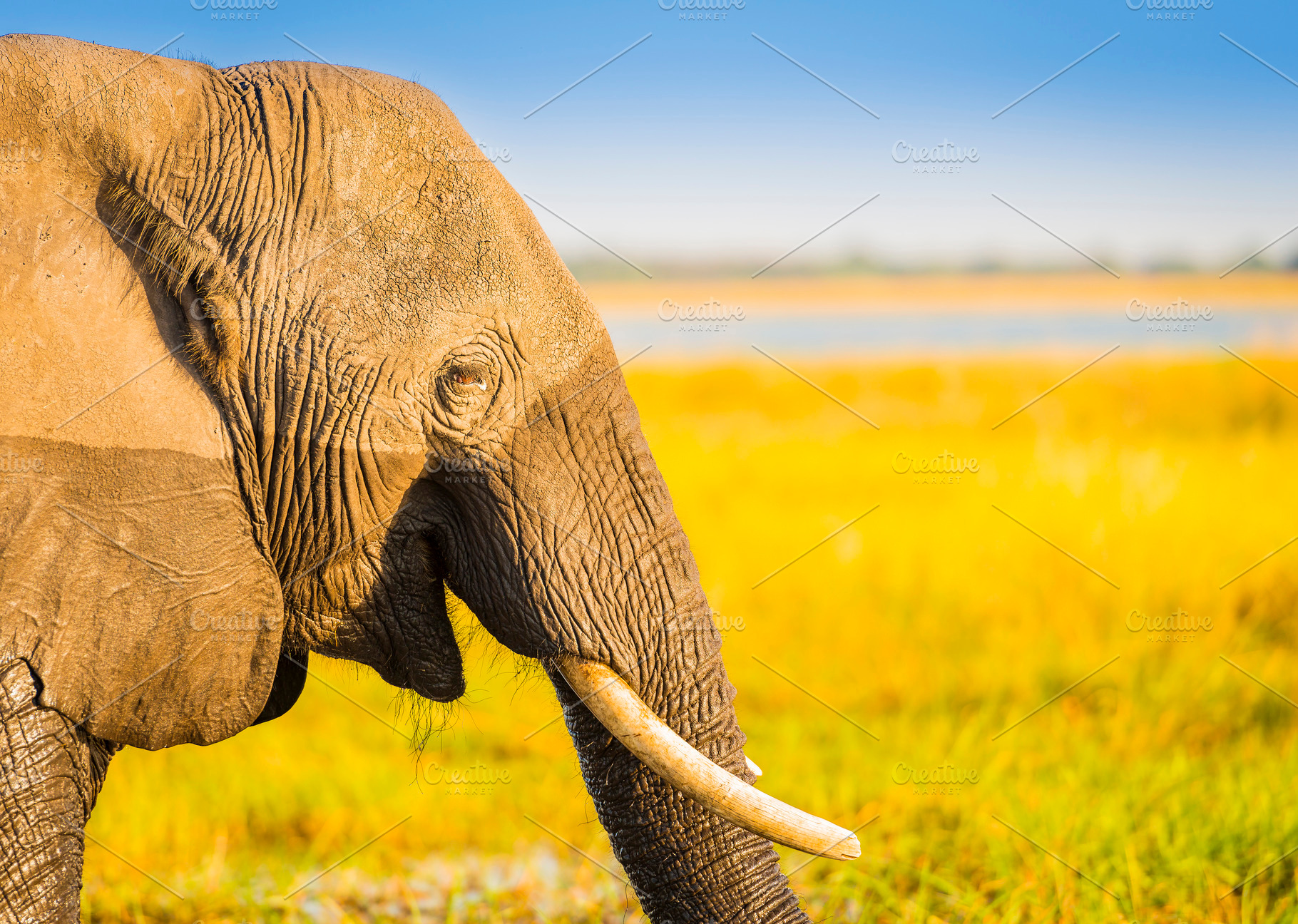 Smiling Elephant Africa Background, an Animal Photo by THP Creative