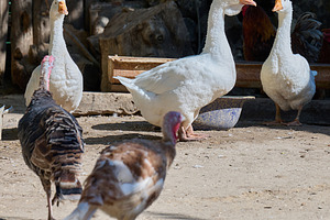 A group of white geese and turkeys standing on a farm, an Animal Photo by ndanko