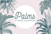 PALMS | 18 Vintage Vectors, an Illustration by Britt & Kit (Thumbnail 1 of 2)