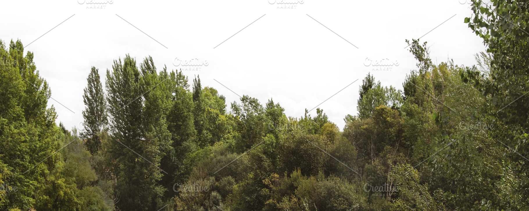 Isolated image of forest vegetation, a Nature Photo by DanFLCreativo