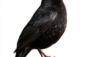 Common blackbird perched on branch isolated on white background