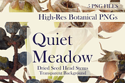 Quiet Meadow — Dried Seed Head Stems, an Object Graphic by Aga Silva (Thumbnail 1 of 4)