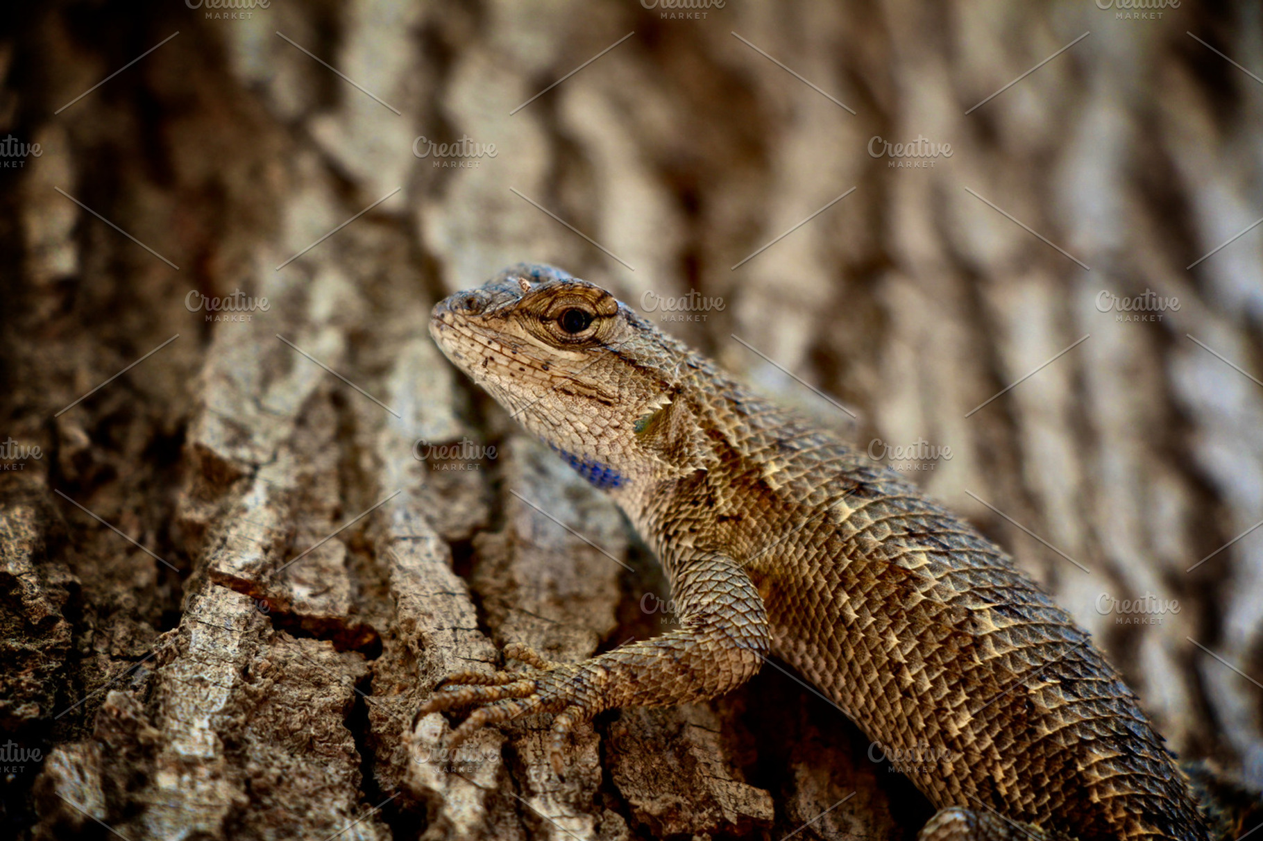 Lizard On A Tree