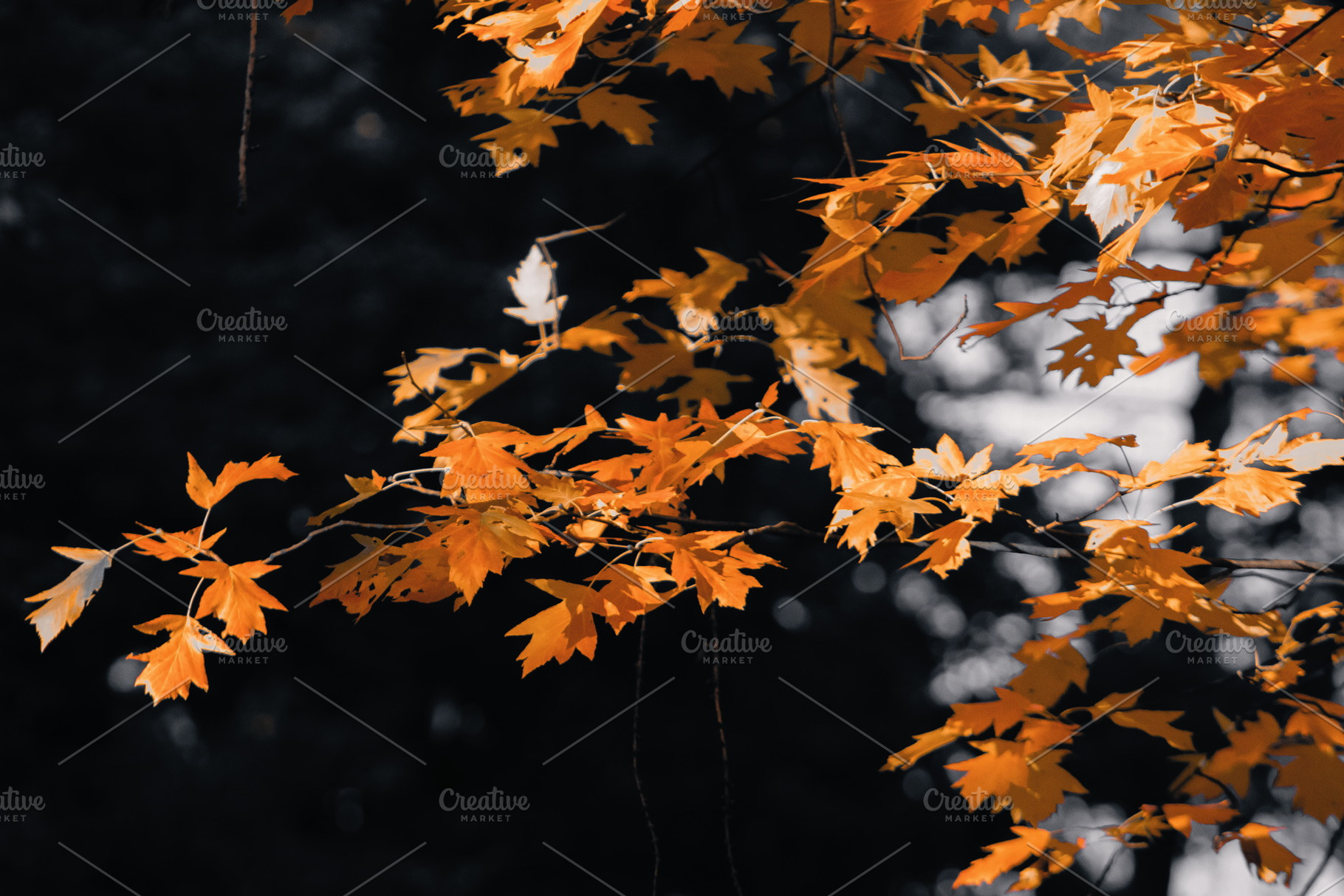Leaf #1, a Nature Photo by jakub_kopecky