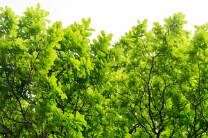 Oak Tree On White Background