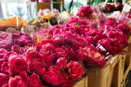 Rows of fresh pink roses wrapped in plastic at a floral market display, a Photo by AS photostudio