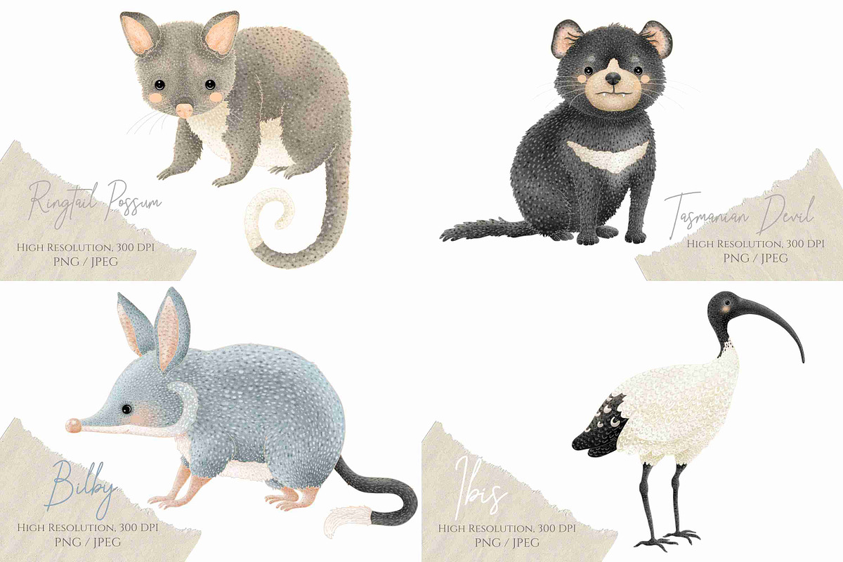 Australian Animals Vol II, an Animal Illustration by Jen Digital Art (Photo 5 of 8)