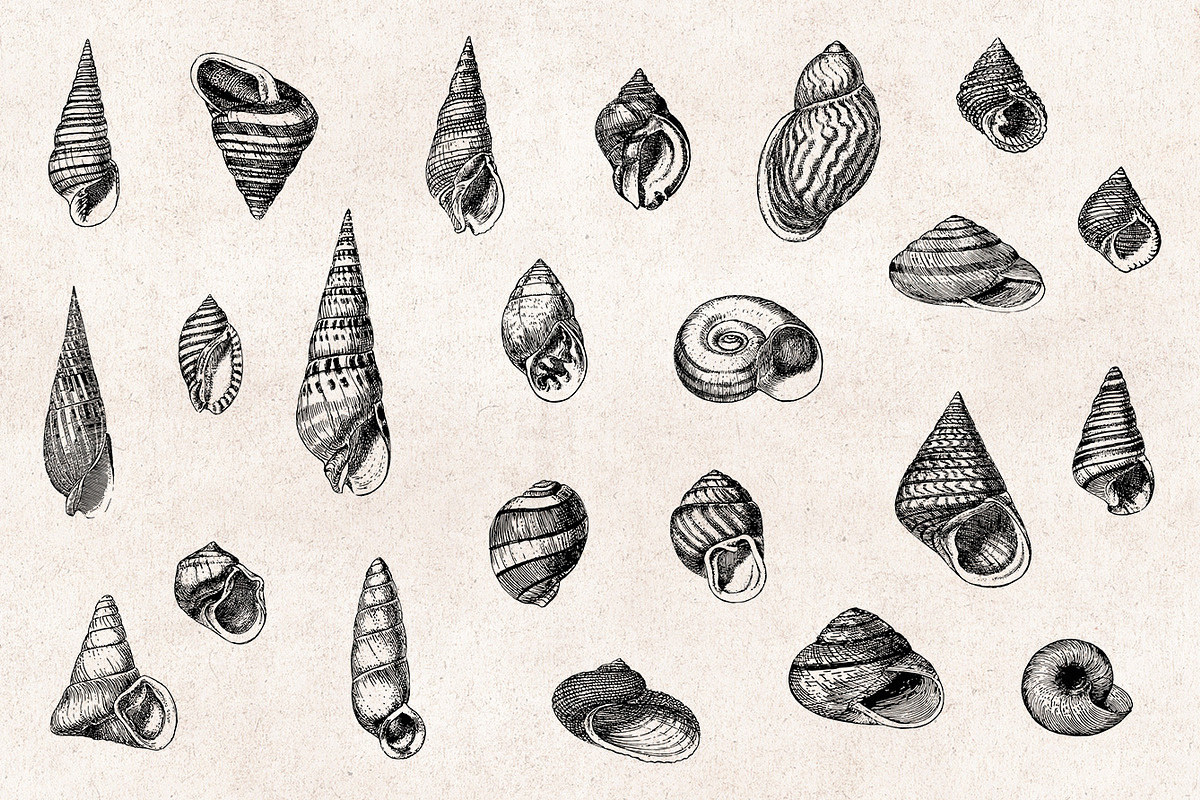 Shells - Vintage Engravings Set, an Illustration by Graphic Goods (Photo 3 of 7)