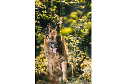 Alsatian Wolf Dog Sitting In Green, an Animal Photo by Our Amazing World
