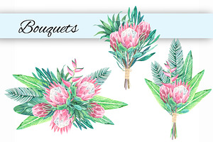 King Protea. Watercolor Clip Art.