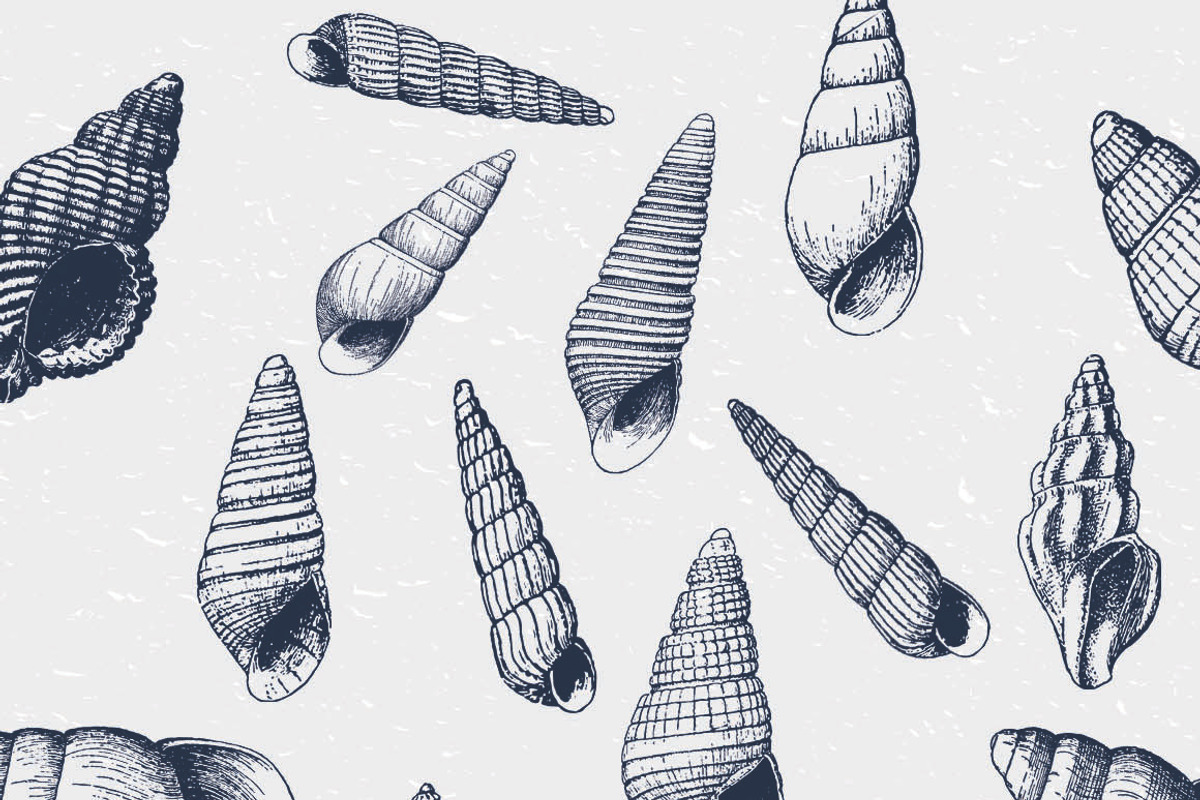 Seashell Illustration Mega Bundle, a Graphic by AndrewPixel