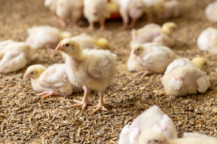 chickens in a poultry house of a farm for growing meat breeds of chicken , chic