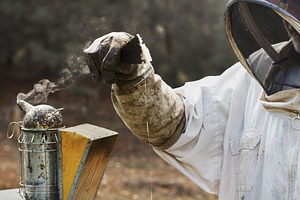 Beekeeper extracting wax and honey f, a Person Photo by Perpis