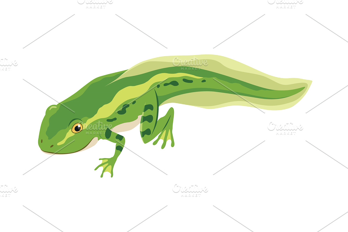 Frog life cycle stage. Wild, an Animal Illustration by Things for designers