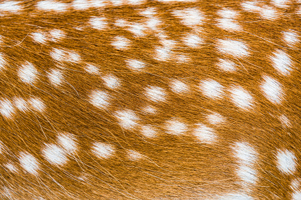 deer animal skin texture for your, an Animal Photo by COLORFUL