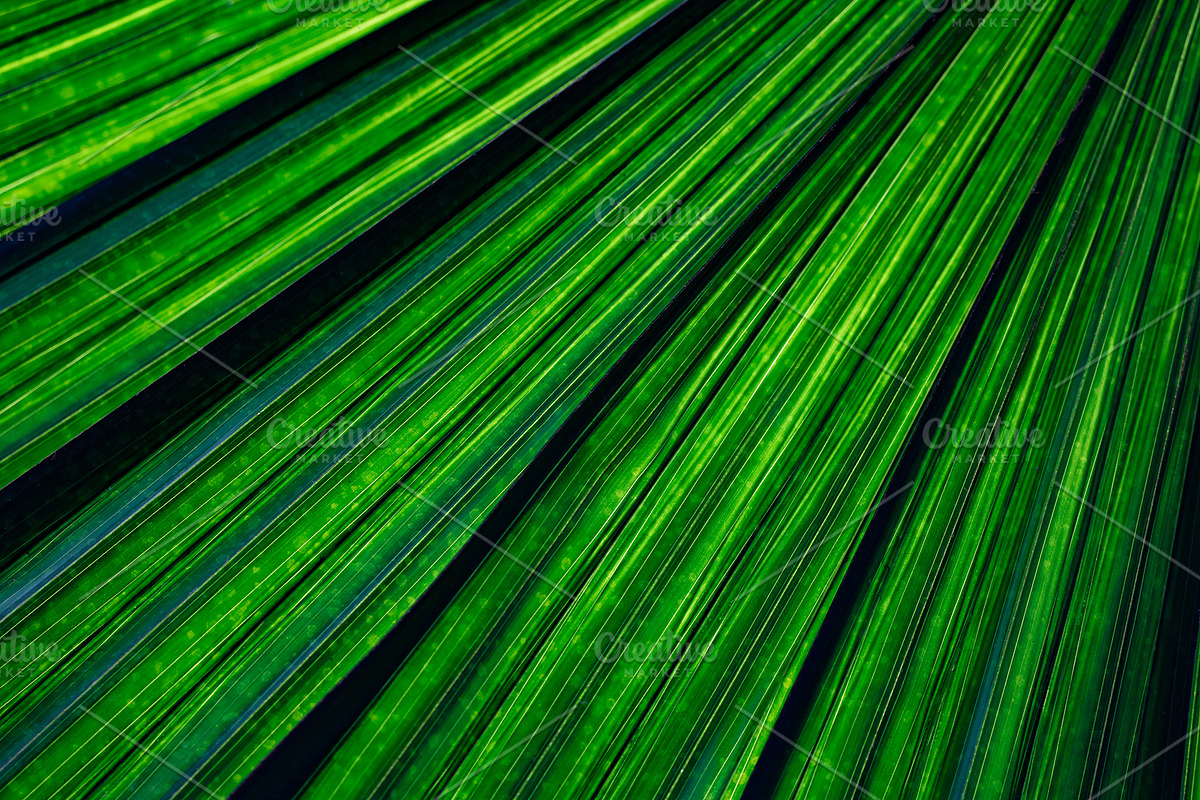 Palm leaf texture background, a Nature Photo by Hypnotic (Photo 1 of 2)