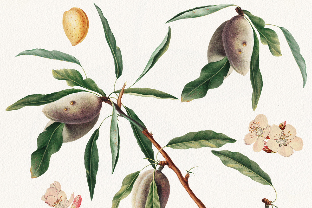 Vintage Almond Patterns & Elements, a Pattern Graphic by Olga Begak Art & Design (Photo 2 of 8)