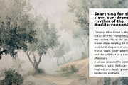 30+ Timeless Olive Grove & Mist, a Decorative Illustration by Virgo Studio (Thumbnail 2 of 6)