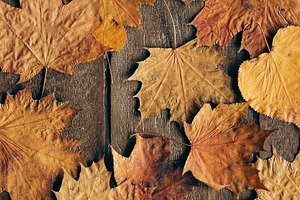 Autumn leaves background containing autumn, fall, and wooden