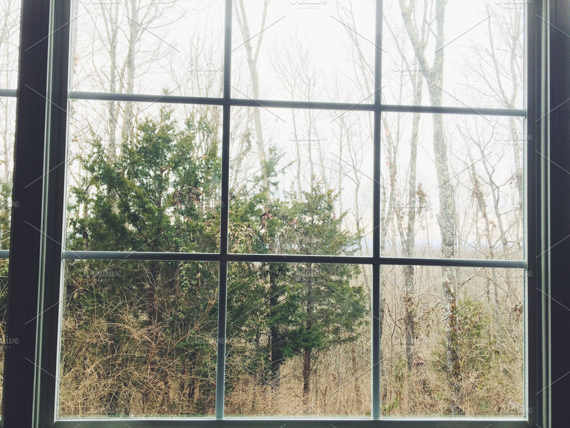 Window in Woods, a Photo by tbarkley