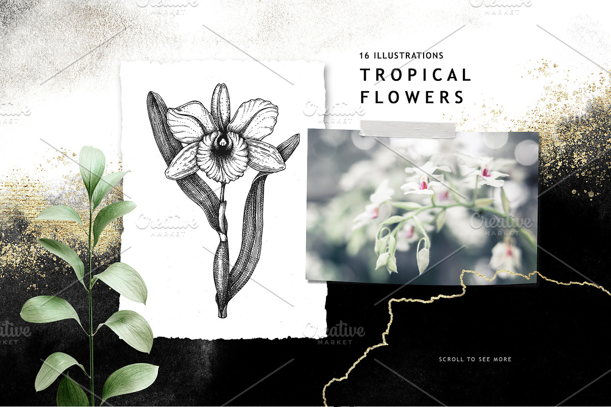 BUNDLE. Tropical Plants & Animals, an Object Graphic by Yevheniia (Photo 5 of 8)