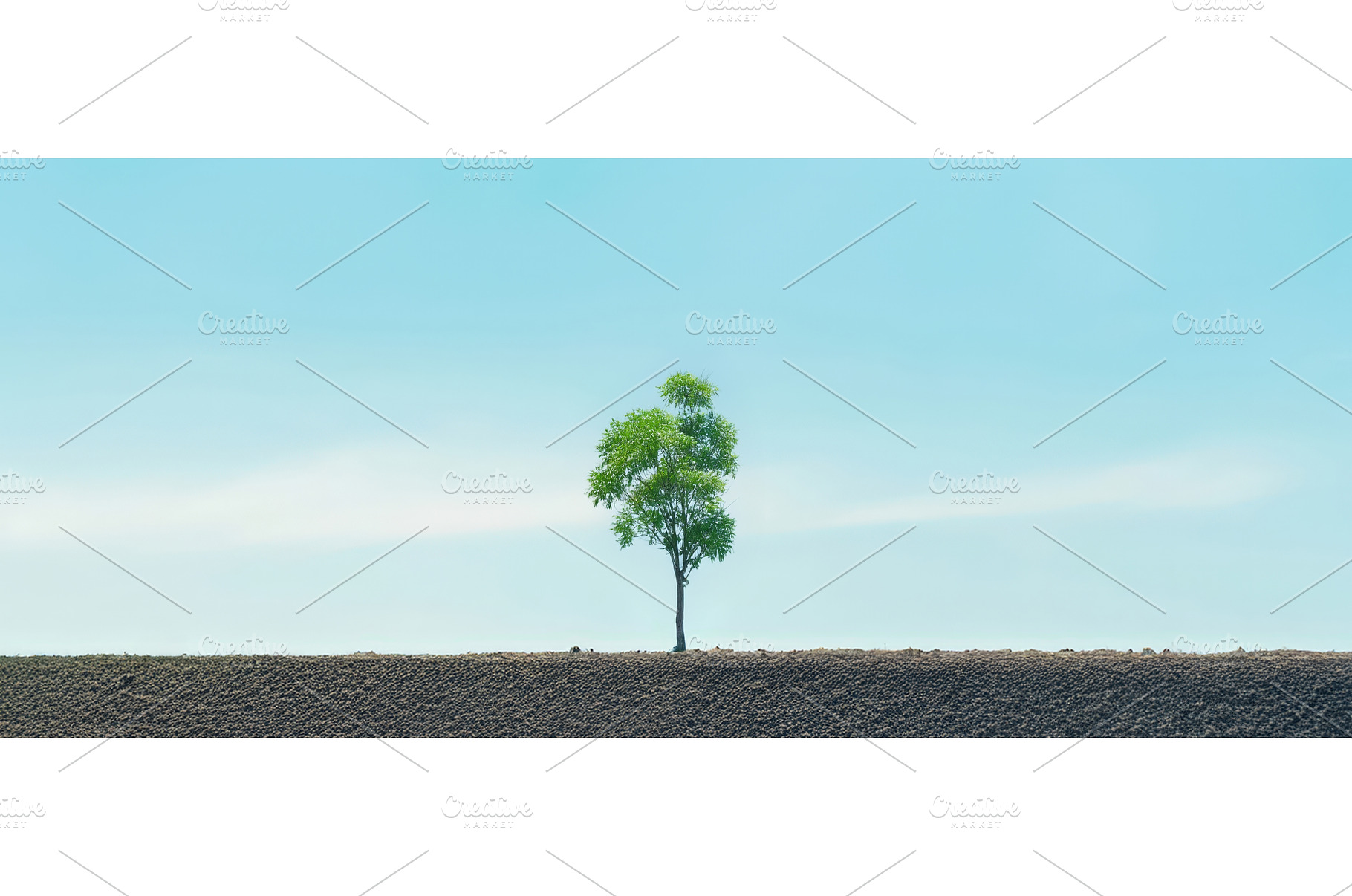 Lone green tree in vast desert, a Nature Photo by piter.goskov