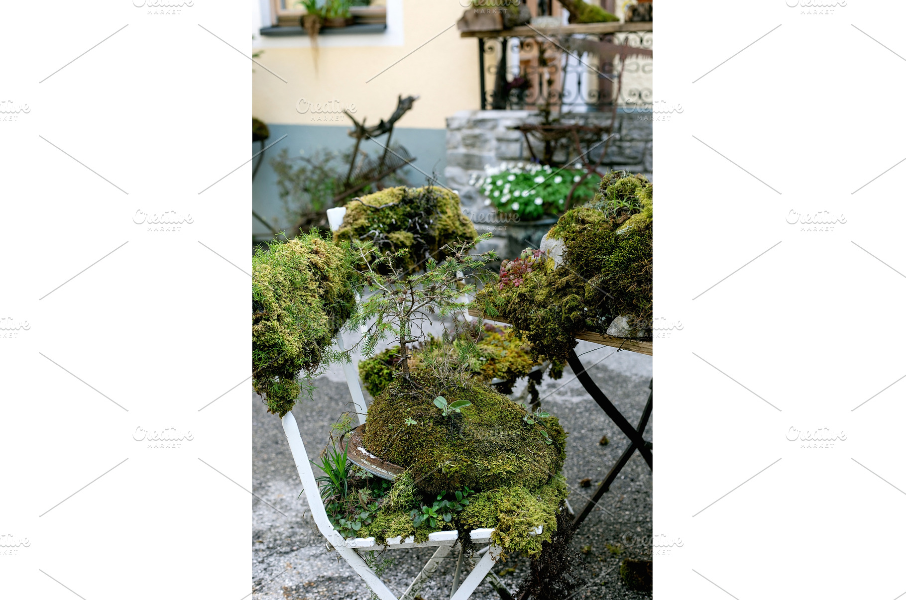 Moss Garden on White Wooden Chairs, a Nature Photo by Natasha Breen