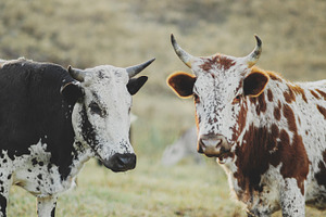 Nguni cows standing in a field, an Animal Photo by René Jordaan Photography