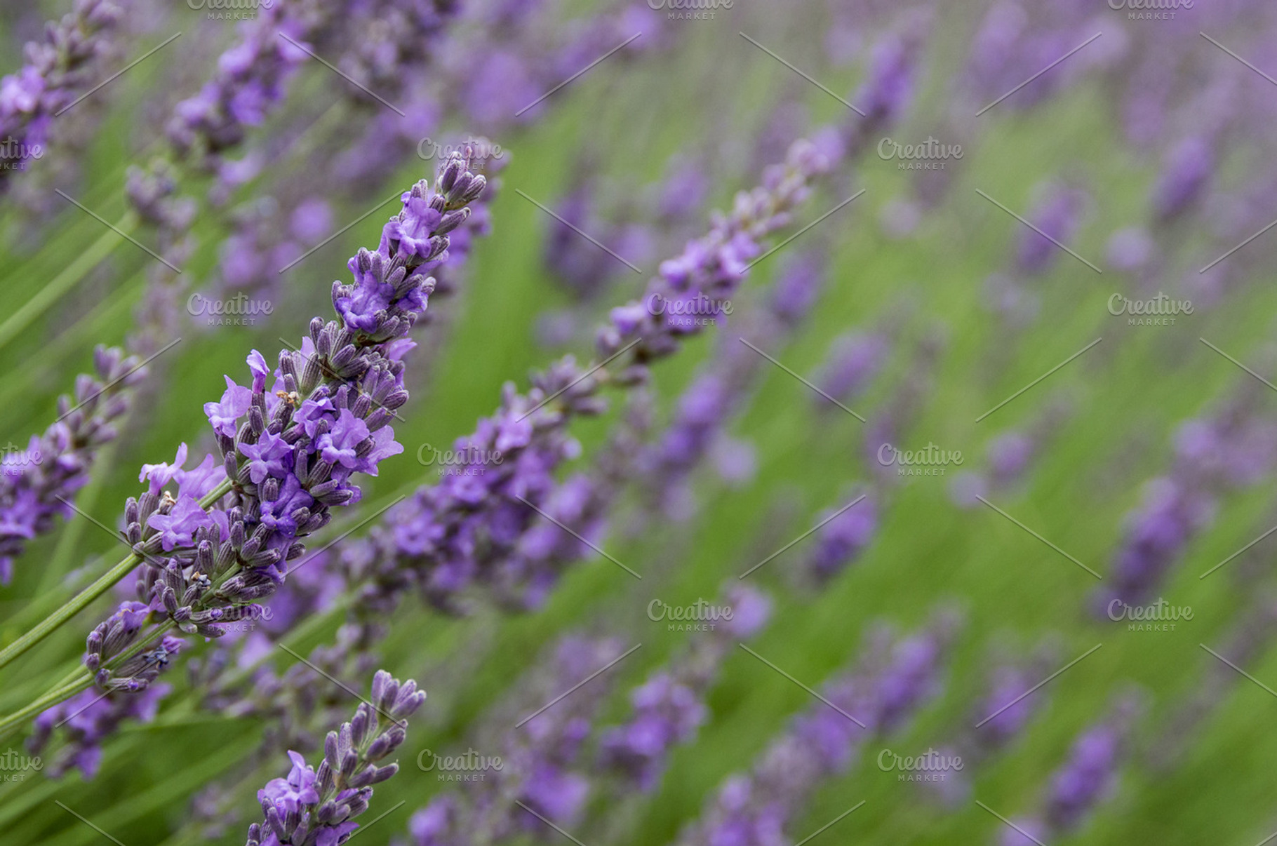 Field Of Lavender Blooms