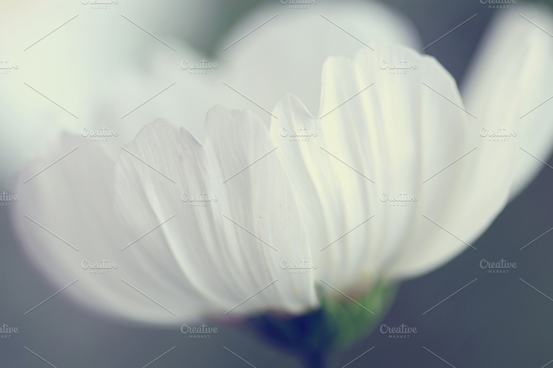 Cosmos Petals