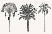 Palm Tree Vector Illustration Bundle, an Illustration by Kusumaillustration (Thumbnail 3 of 15)