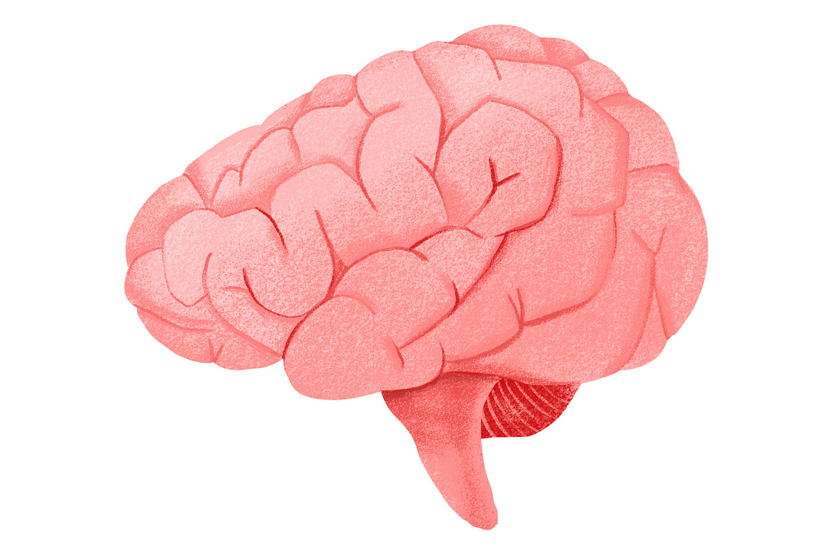 Human Internal Organs Clipart, a Healthcare Illustration by the_myro (Photo 5 of 11)