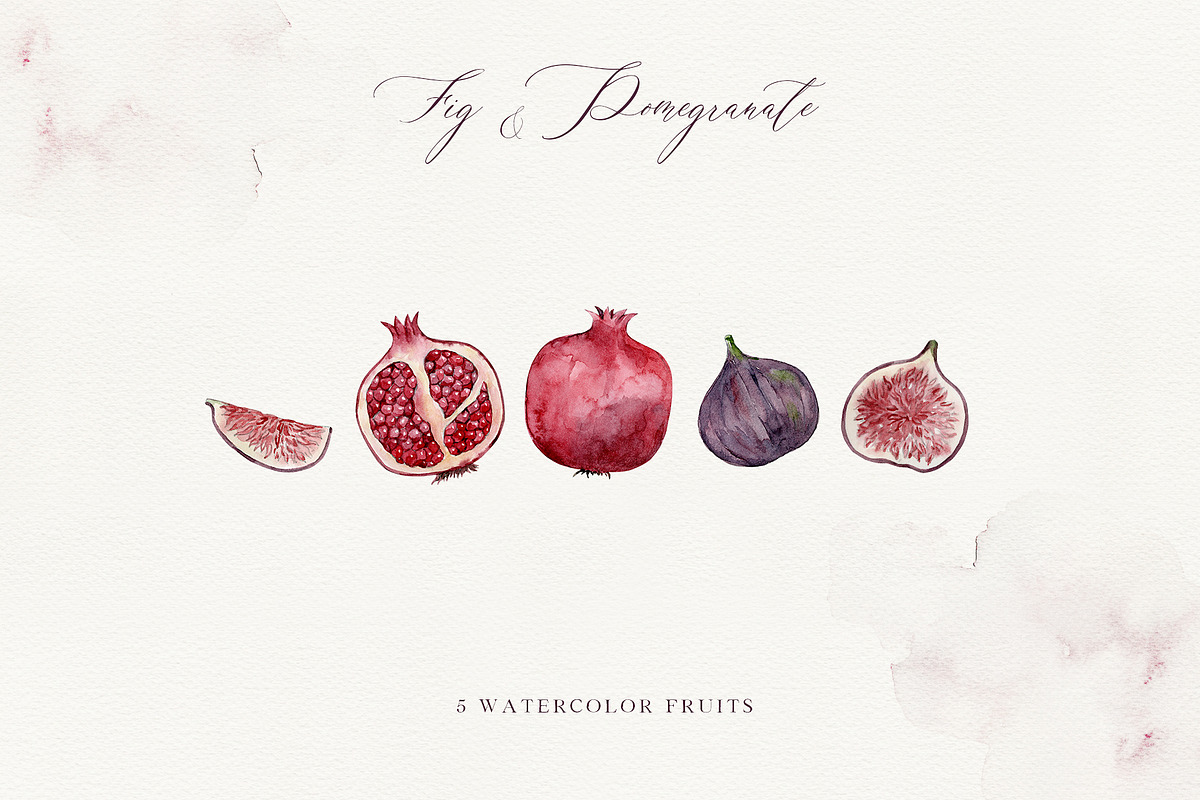 FIG & POMEGRANATE watercolor/pencil, a Decorative Illustration by long summer (Photo 5 of 14)