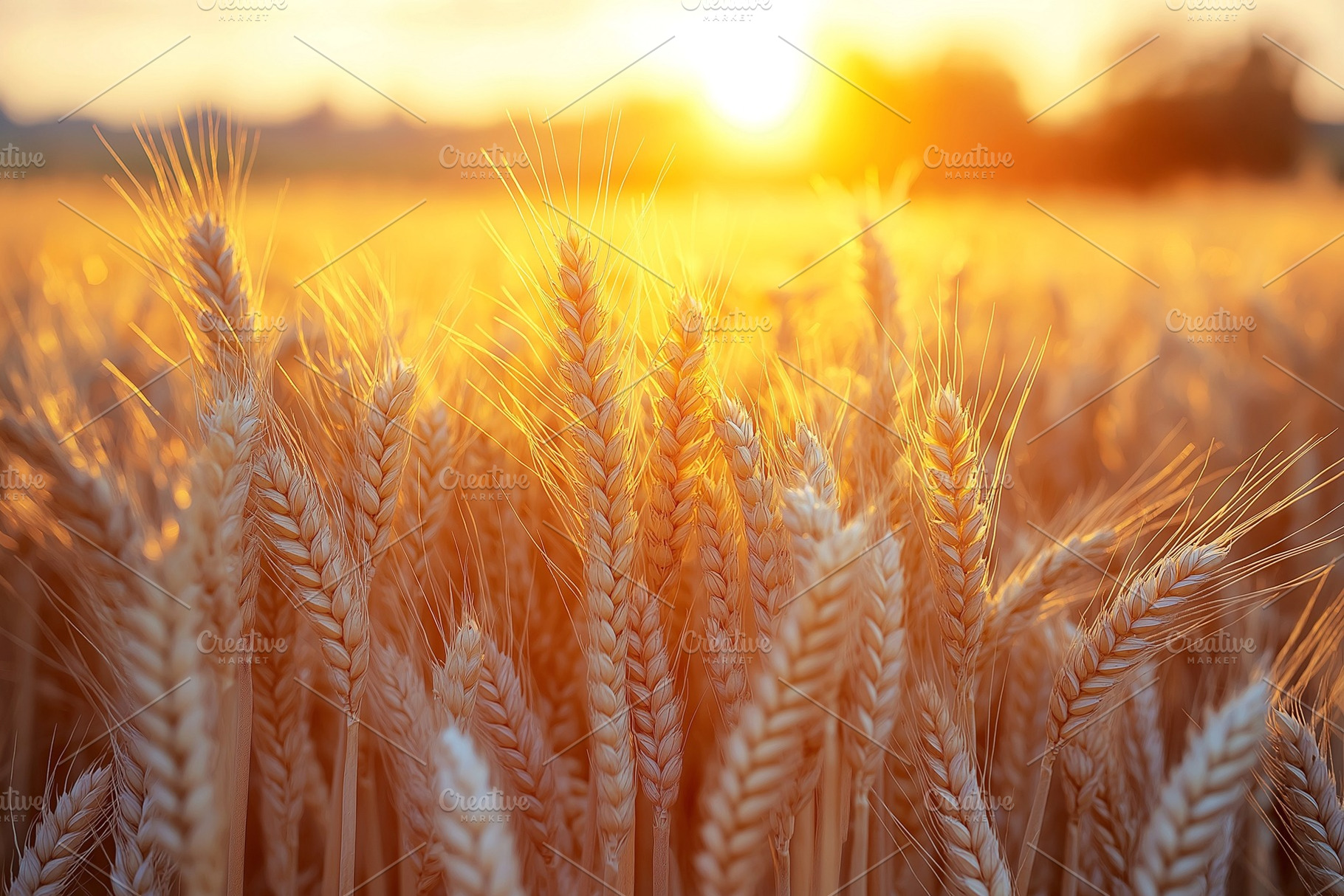 Golden wheat field illuminated by sunset, showcasing the beauty of nature's har, a Background Photo by ImageMir