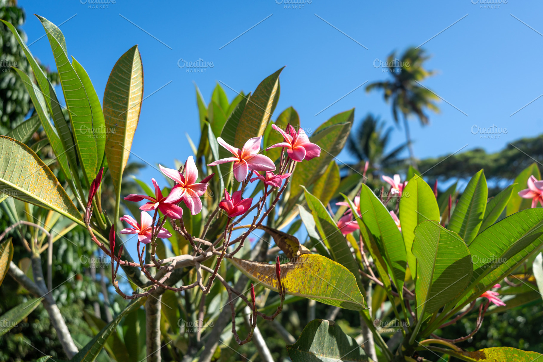 Frangipani flowers in Hiva Oa, Marquesas Islands, French Polynes, a Nature Photo by GoodGoods