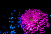 Dark Background Floral Bloom, a Nature Photo by Silent Nature (Thumbnail 10 of 10)