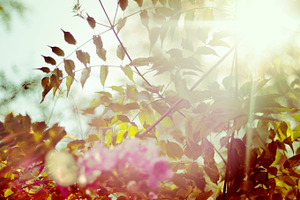 Sunny day containing sun, sunny, and nature