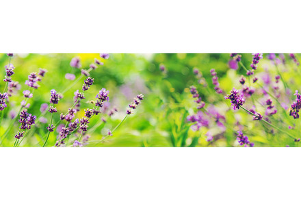 Blooming lavender in the garden, a Nature Photo by yanadjana