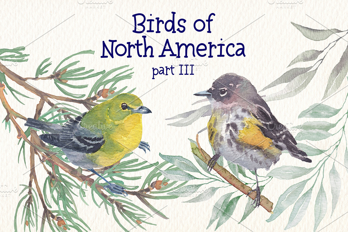 Birds of North America part 3, an Animal Illustration by Art & Things (Photo 6 of 8)