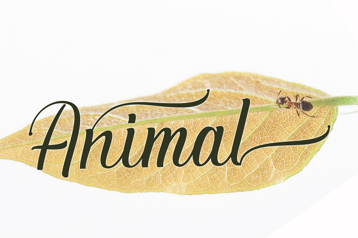 Bantiba, a Script Font by PollemSt (Photo 5 of 8)