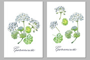 Geranium, an Illustration by Watercolor life (Thumbnail 3 of 3)
