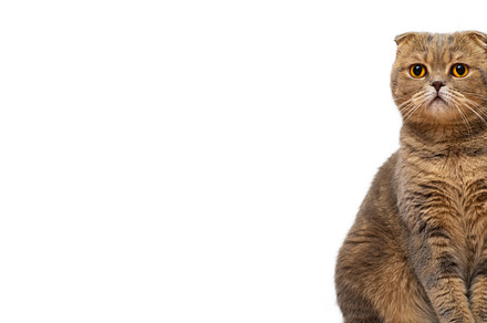 A red-haired Scottish fold cat with yellow eyes isolated on a white background.