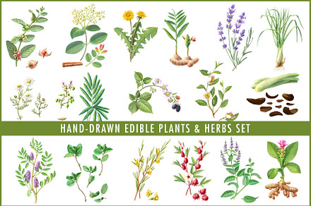 Hand Drawn Plants Illustration Set, a Food Illustration by Anna Repp Illustration