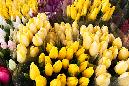 Colorful array of yellow and white tulips wrapped in clear cellophane, a Photo by AS photostudio